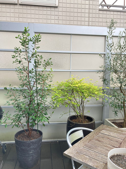 戸建て　テラスガーデン　植栽