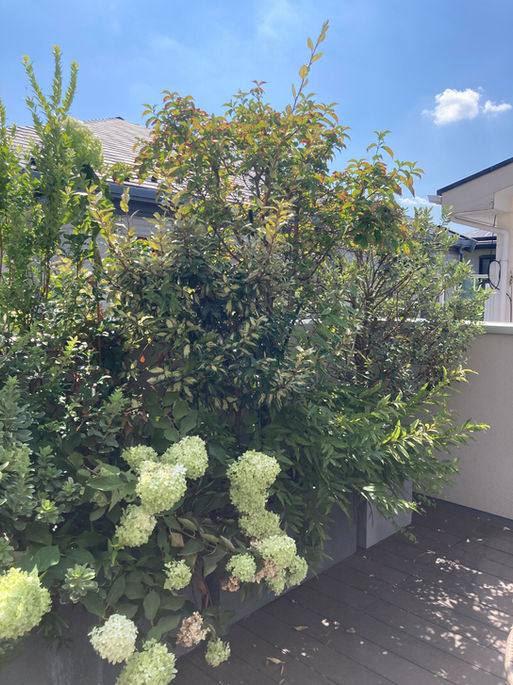 バルコニー植栽