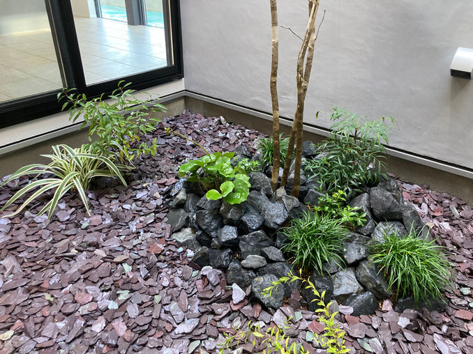 品川区個人邸 戸建て中庭 吹き抜けのシンボルツリーに株立のアオダモをご提案。足元は質感の異なる自然石を敷設し低木のグリーンを植栽。