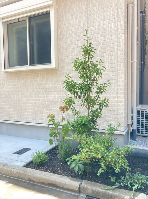 文京区個人邸　戸建て外構花壇植栽デザインと施工　シンボルツリー