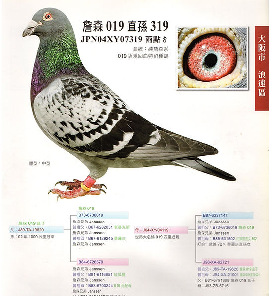 ヤンセン 任秀夫 レース鳩 Grand Pigeon ヤンセン 任秀夫 レース鳩 Grand Pigeon