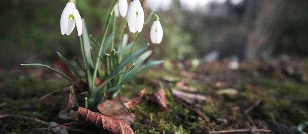 Nature's Calendar