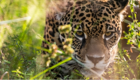 D'Iguazú à l'Impénétrable, la faune des ríos