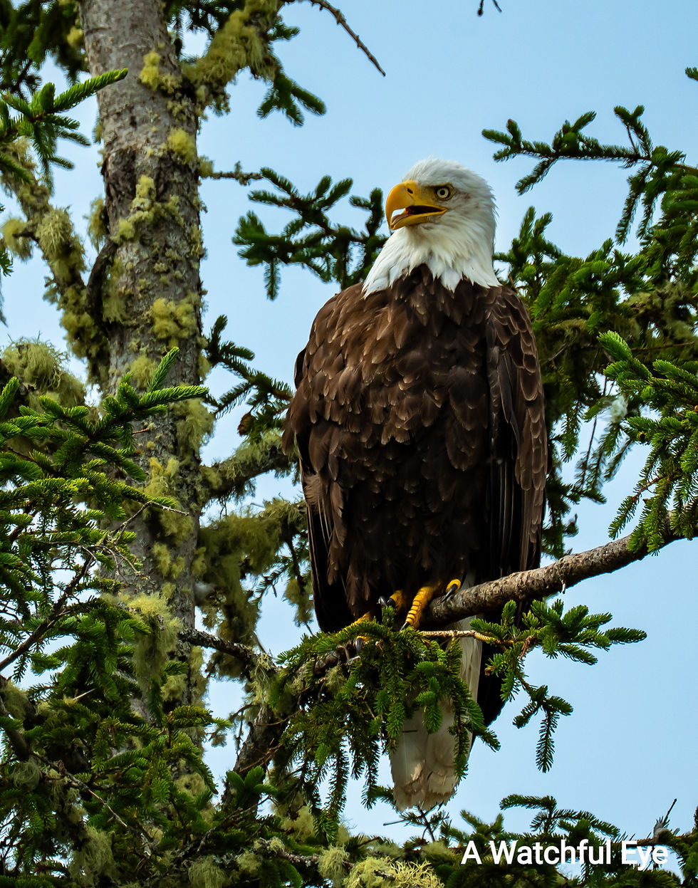 Thumbnail: Fine Art Prints