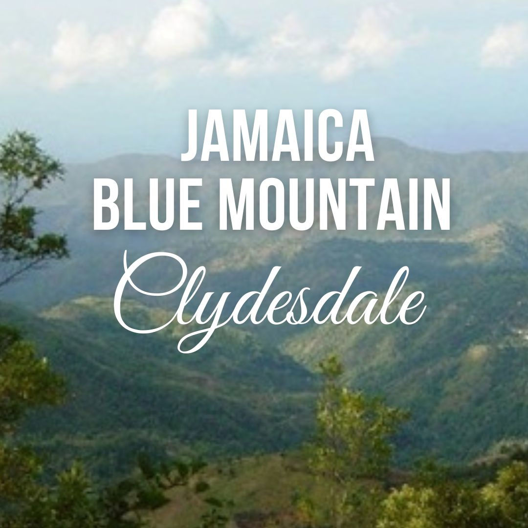 Jamaica Blue Mountain