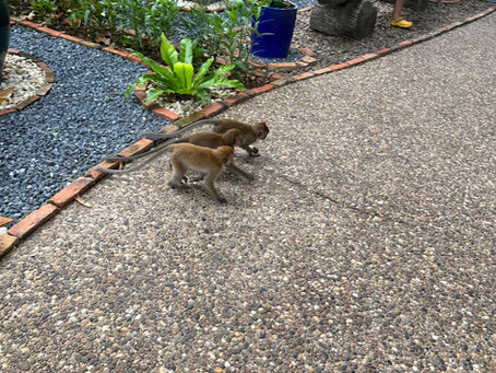 Wild monkeys in Thailand