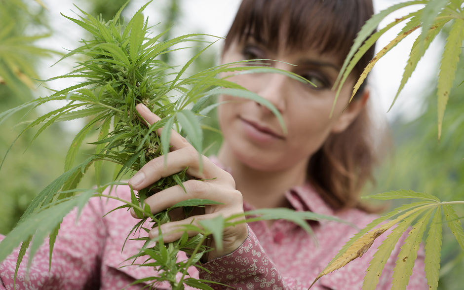 Marijuana Jobs | Budtender, Dispensary Agent, Master Grower and More