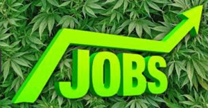 Calling All Coders: The Pot Industry Is Tech-Hungry