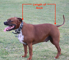 length of back gus.jpeg