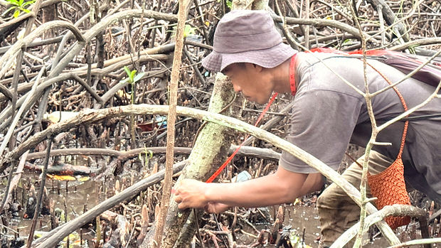 2503 - Mangrove Darunu monitoring_edited.jpg