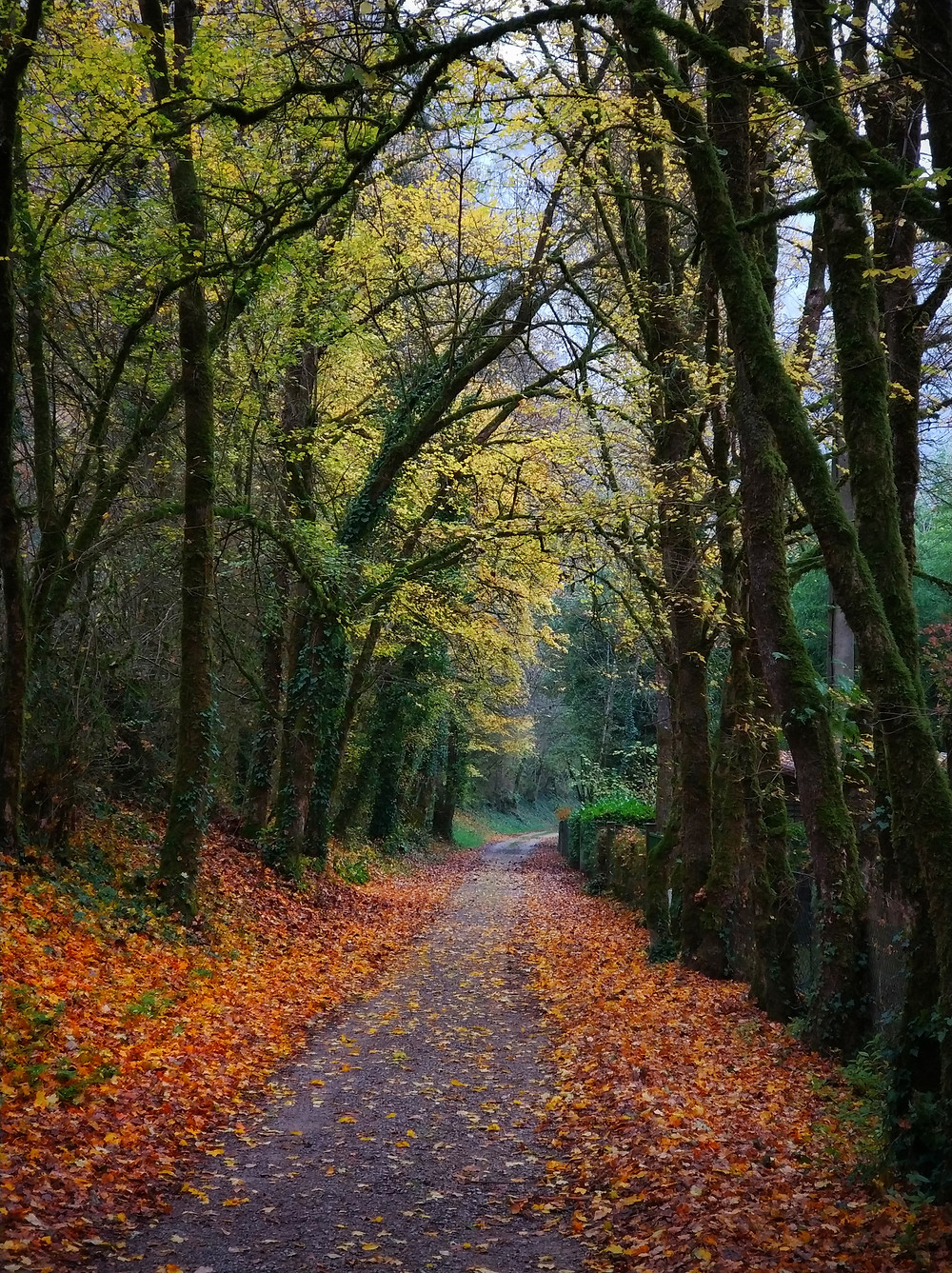 Cycle path along the river from Saint Antonin Noble Val, Early November