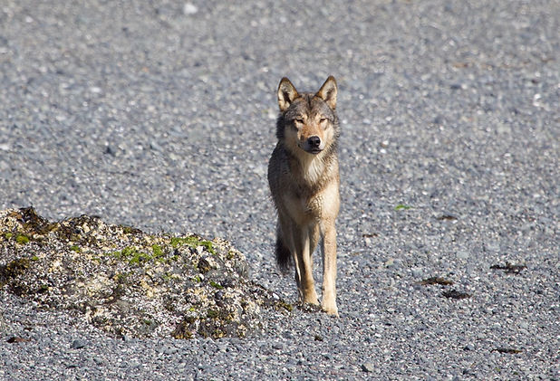 coastalwolf_t_ribeyre.jpeg