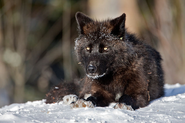 PAD072-black wolf.jpg