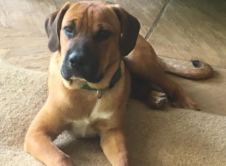 Bruno Found A Home