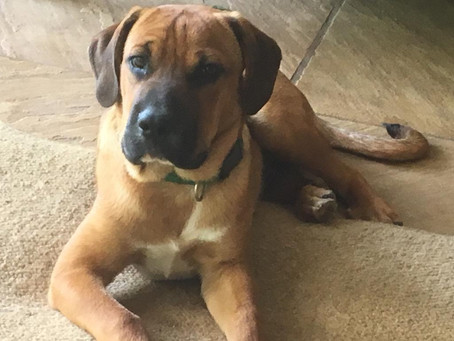 Bruno Found A Home