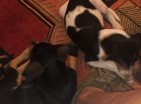 Happy Pups