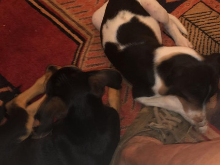 Happy Pups