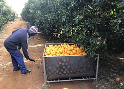 Harvesting Image 4