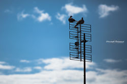 CB/Photographie