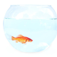 Goldfish