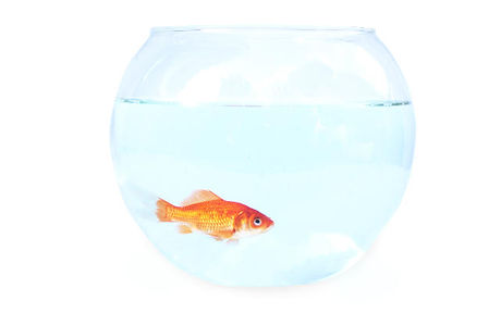 Goldfish