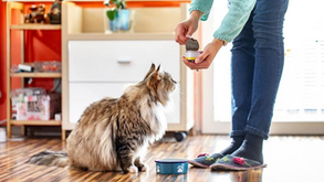 Nova solução para latas e tampas de alumínio elimina PVC, PFAS e BPA, simplifica processos produtivos e acompanha a evolução das regulamentações globais para embalagens de alimentos para animais de estimação.