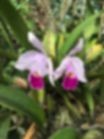 Orquídeas