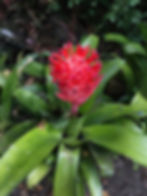 Bromelias