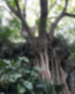 Árbol sosteniendo una roca