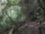 Bosque