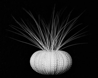Cat Whiskers and Sea Urchin