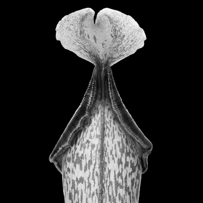 Nepenthes (Carivorous Plant)