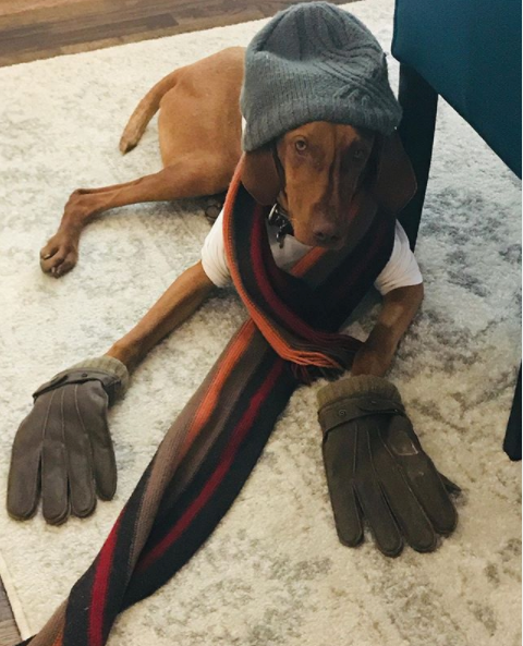 Winston the dog, post surgery on drugs