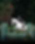 260617_MSF_VSF_FB_Graphic.jpg