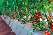 Tomate-cereja.png