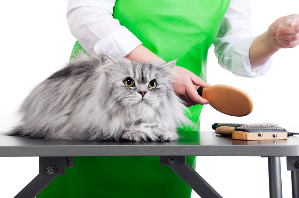 peluquería canina y felina
