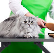 Cat Grooming