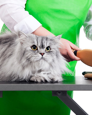 Cat Grooming