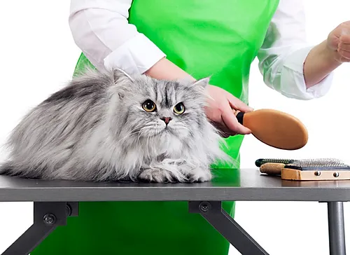 Pets Eden Cat Grooming
