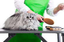 Cat Grooming
