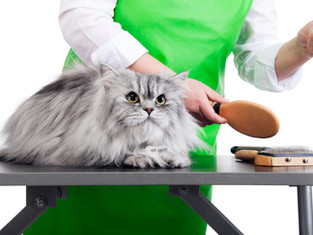 Cat Grooming