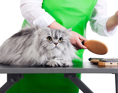 Cat Grooming