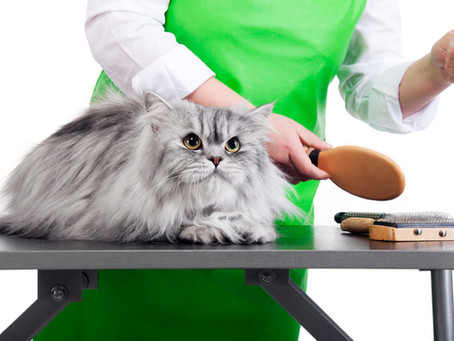 顔が大きい猫は心臓病になりやすい?
