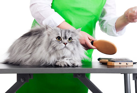 Cat Grooming