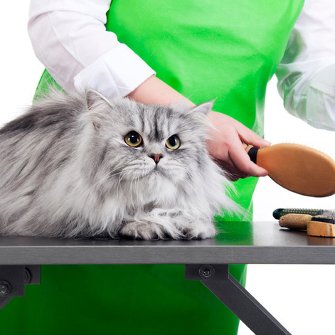 Cat Grooming