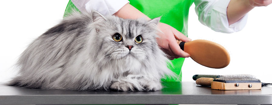 Cat Grooming
