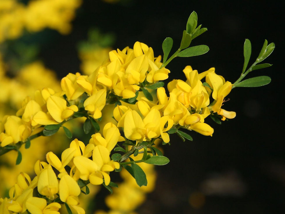 Genista Pilosa