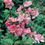 Thumbnail: Chaenomeles Japonica