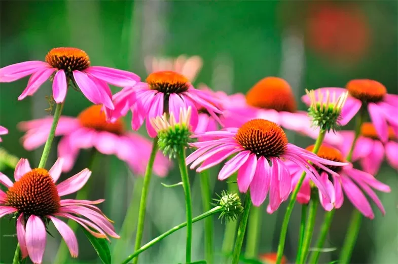 Echinacea Purpurea