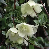 ClematisWisley Cream